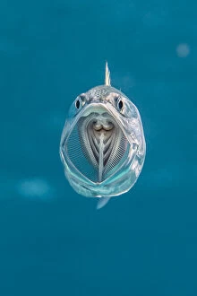 Alex Mustard Gallery: Striped mackerel (Rastrelliger kanagurta) mouth wide open as it swims through the water