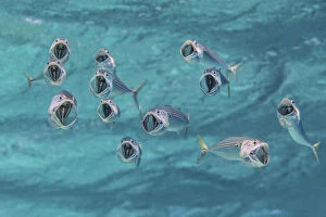 Striped mackerel (Rastrelliger kanagurta) with mouths wide open as they swim through the water