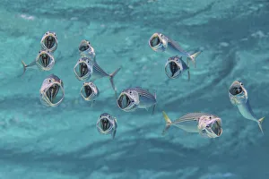 Images Dated 8th November 2016: Striped mackerel (Rastrelliger kanagurta) with mouths wide open as they swim through the water