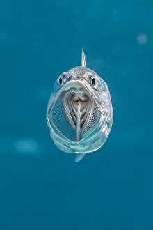 Striped mackerel (Rastrelliger kanagurta) mouth wide open as it swims through the water