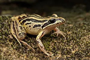 Limnodynastes Prints: Striped march frog (Limnodynastes peronii) portrait, Dalby, Queensland, Australia