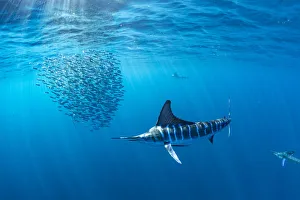 Miispecies Prints: Striped marlin (Kajikia audax) hunting Sardine (Sardinops sagax) in bait ball