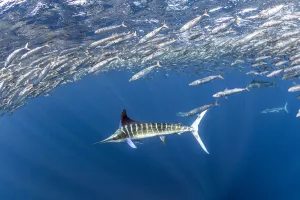 August 2022 Highlights Collection: Striped marlin (Tetrapturus audax) feeding on Sardine bait ball (Sardinops sagax)