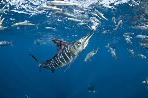 Miispecies Prints: Striped marlin (Tetrapturus audax) feeding on Sardine (Sardinops sagax). Magdalena Bay