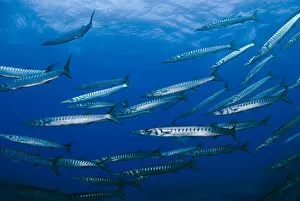 Images Dated 15th September 2008: Striped / Mediterranean barracuda (Sphyraena sphyraena) shoal, Perduto, Lavezzi Islands