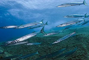 Striped / Mediterranean barracuda (Sphyraena sphyraena) shoal over rocks, Perduto