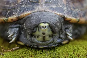 Captive Prints: Striped mud turtle (Kinosternon baurii) head portrait, south east USA. Captive
