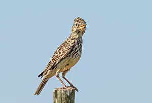 Striped pipit (Anthus lineiventris) male, perched on a fence post over its breeding territory, Malgas, Cape Province, South Africa