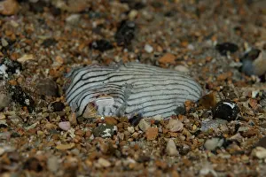 South Australia Prints: Striped pyjama squid (Sepioloidea lineolata) digging into the sand where it will hide and wait for prey