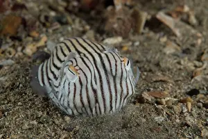 South Australia Prints: Striped pyjama squid (Sepioloidea lineolata) digging into the sand where it will hide and wait for prey