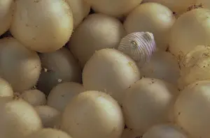 Striped pyjama squid (Sepioloidea lineolata) eggs close up, with one newborn hatchling sitting among them, Edithburgh, South Australia, Pacific Ocean