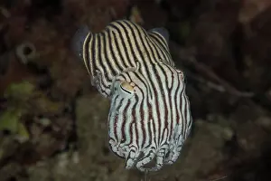 South Australia Prints: Striped pyjama squid (Sepioloidea lineolata) hovering in the water just above the seabed