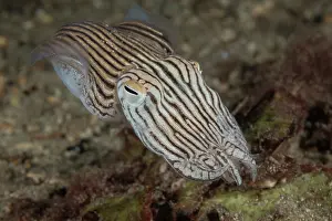 South Australia Prints: Striped pyjama squid (Sepioloidea lineolata) portrait