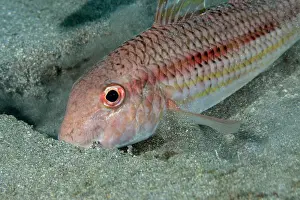 Striped red mullet (Mullus surmuletus) digging on the sandy seabed in search of food, Tenerife, Canary Islands, Atlantic Ocean