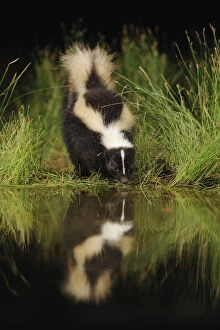 Striped Skunk (Mephitis mephitis) drinking from wetland lake at night, Fennessey Ranch