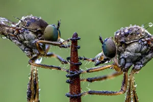 Yorkshire Prints: Striped slender robberflies (Leptogaster cylindrica). Ledston, Yorkshire, England, UK