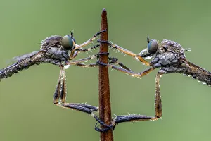 Symmetry Prints: Striped Slender Robberflies (Leptogaster cylindrica) Ledston, Yorkshire, June