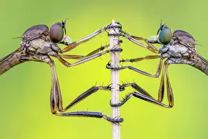 Face To Face Prints: Striped slender robberflies (Leptogaster cylindrica) pair roosting after mating