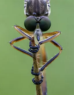 Images Dated 22nd October 2020: Striped Slender Robberfly (Leptogaster cylindrica) Ledston, Yorkshire, July
