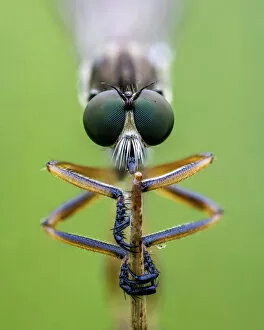 Striped slender robberfly (Leptogaster cylindrica) clos up of head, Ledston, Yorkshire