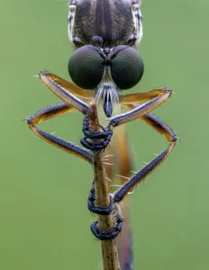 Feet Prints: Striped Slender Robberfly (Leptogaster cylindrica) Ledston, Yorkshire, July