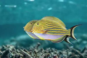 Acanthuridae Prints: Two Striped surgeonfish (Acanthurus lineatus) jousting along a territorial boundary in the shallow water