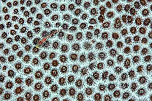Scleractinia Prints: Striped triplefin (Helcogramma striata) swimming over Hard coral (Favia sp)