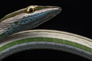 Striped vinesnake (Philodryas argentea) Yasuni National Park, Orellana, Ecuador