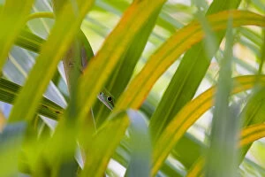 Stripeless day gecko (Phelsuma astriata), camouflaged between leaves, Praslin Island