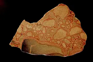 Part Of Prints: Stromatolite fossil, Pleistocene