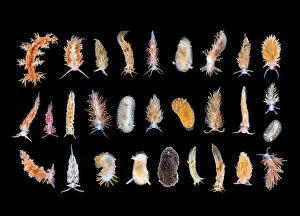 Studio image of multiple Nudibranch species. Gulen, Norway. North East Atlantic Ocean