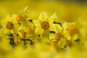 Daffodils Prints: Study of Daffodils (Narcissus sp) grown for the commercial market, Happisburgh, Norfolk