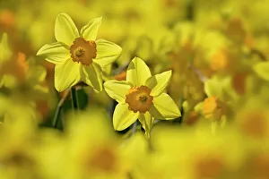 Flowers Prints: Study of Daffodils (Narcissus sp) grown for the commercial market