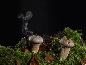Stump puffball (Lycoperdon pyriforme) releasing spores, Ringwood, Hampshire, England, UK