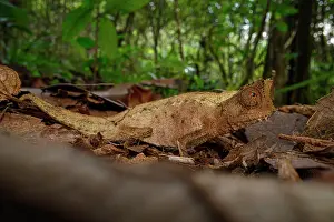 Forest Floor Prints: Stump-tailed or leaf chameleon (Brookesia superciliaris) active on forest floor