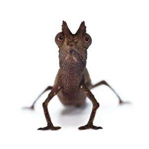Stump-tailed Leaf Chameleon (Brookesia superciliaris) on white background, from rainforest