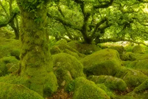 Bryophyta Prints: Stunted oak woodland covered in moss, Wistmans Wood, Devon, UK