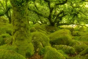 Devon Gallery: Stunted oak woodland covered in moss, Wistmans Wood, Devon, UK