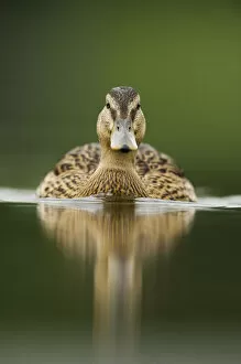A sub-adult female Mallard (Anas platyrhynchos) swimming on a still lake, Derbyshire