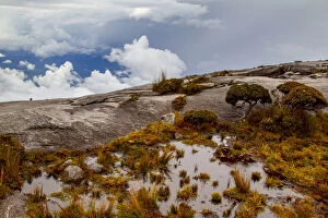 Images Dated 13th May 2013: Sub-alpine vegetation on the granite rock close to the summit of Mount Kinabalu, Borneo