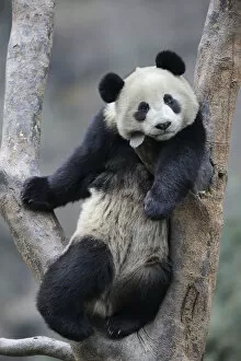 Giant Panda Gallery: Subadult Giant panda (Ailuropoda melanoleuca) climbing in a tree Wolong Nature Reserve