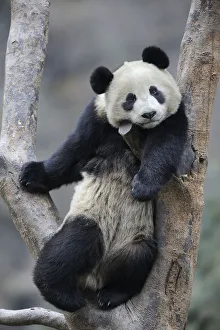 Juvenile Prints: Subadult Giant panda (Ailuropoda melanoleuca) climbing in a tree Wolong Nature Reserve