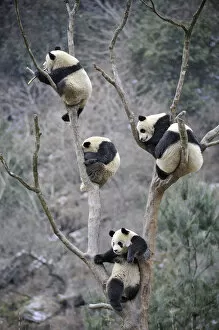 2009 Highlights Gallery: Four subadult giant pandas (Ailuropoda melanoleuca) climbing in a tree, Wolong Nature Reserve