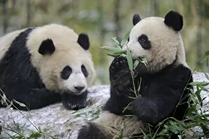 Ailuropoda Melanoleuca Gallery: Two subadult Giant pandas (Ailuropoda melanoleuca) feeding on bamboo, Wolong Nature Reserve