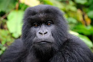 Subadult Mountain gorilla (Gorilla beringei) portrait, Volcanoes National Park, Rwanda