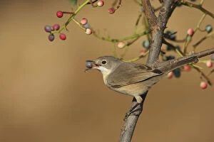 Images Dated 22nd July 2010: Subalpine warbler (Sylvia cantillans) feeding on fruit of Terebinth tree (Pistacia