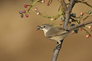 Berries Prints: Subalpine warbler (Sylvia cantillans) feeding on fruit of Terebinth tree (Pistacia
