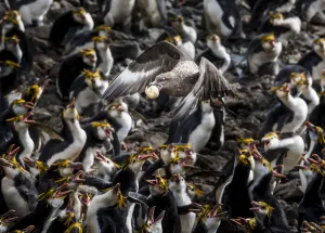 Subantarctic or Brown skua (Stercorarius antarcticus) stealing an egg from a Royal