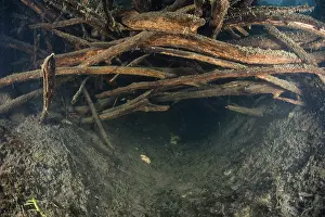 Homes Prints: Submerged entrance to a European beaver (Castor fiber) lodge