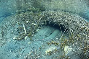 Homes Prints: Submerged entrance to a European beaver (Castor fiber) lodge
